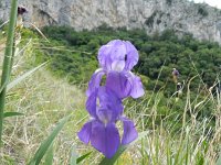 Iris germanica 8, Saxifraga-Rutger Barendse