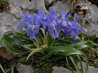 Iris planifolia 11, Saxifraga-Harry Jans