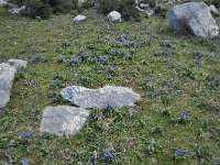 Iris planifolia 12, Saxifraga-Harry Jans