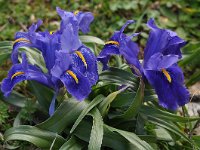 Iris planifolia 14, Saxifraga-Harry Jans