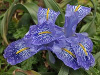 Iris planifolia 17, Saxifraga-Harry Jans