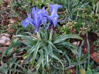 Iris planifolia 2, Saxifraga-Harry Jans