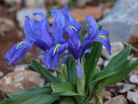 Iris planifolia 9, Saxifraga-Harry Jans