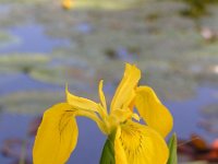 Iris pseudacorus 64, Gele lis, Saxifraga-National Botanical Garden of Latvia