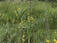 Iris pseudacorus 66, Gele lis, Saxifraga-Willem van Kruijsbergen