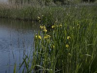 Iris pseudacorus 71, Gele lis, Saxifraga-Willem van Kruijsbergen