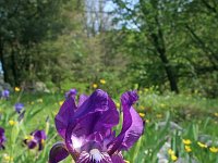 Iris revoluta