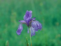 Iris sibirica, Siberian Iris