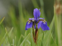 Iris sibirica 32, Siberische lis, Saxifraga-Luuk vermeer