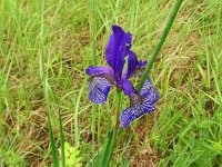 Iris siberica 34, Siberische lis, Saxifraga-Hans Grotenhuis