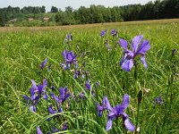 Iris sibirica 13, Siberische lis, Saxifraga-Mark Zekhuis