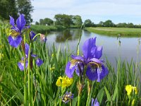 Iris sibirica 23, Siberische lis, Saxifraga-Jelle van Dijk