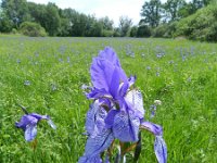 Iris sibirica 28, Siberische lis, Saxifraga-Rutger Barendse