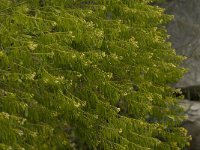 Isatis tinctoria 12, Wede, Saxifraga-Jan van der Straaten