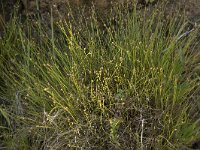 Isolepis cernua 2, Knikkende bies, Saxifraga-Willem van Kruijsbergen