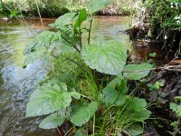 Jacobaea aquatica 4, Waterkruiskruid, Saxifraga-Rutger Barendse