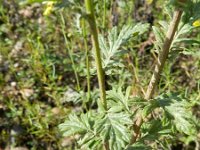 Jacobaea erucifolia 10, Viltig kruiskruid, Saxifraga-Rutger Barendse