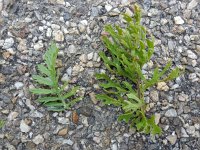 Jacobaea erucifolia 18, Viltig kruiskruid, Saxifraga-Ed Stikvoort