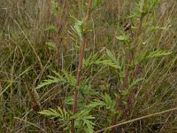 Jacobaea erucifolia 6, Viltig kruiskruid, Saxifraga-Rutger Barendse