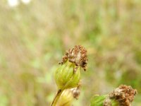 Jacobaea erucifolia 9, Viltig kruiskruid, Saxifraga-Rutger Barendse