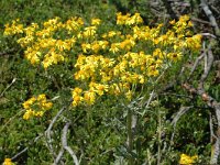 Jacobaea erucifolia 1, Viltig kruiskruid, Saxifraga-Marijke Verhagen