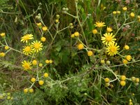 Jacobaea erucifolia 13, Viltig kruiskruid, Saxifraga-Rutger Barendse