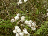 Jacobaea erucifolia 15, Viltig kruiskruid, Saxifraga-Rutger Barendse