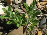 Jacobaea erucifolia 16, Viltig kruiskruid, Saxifraga-Rutger Barendse