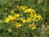 Jacobaea erucifolia 3, Viltig kruiskruid, Saxifraga-Marijke Verhagen