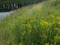 Jacobaea erucifolia 4, Viltig kruiskruid, Saxifraga-Rutger Barendse