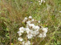 Jacobaea erucifolia 7, Viltig kruiskruid, Saxifraga-Rutger Barendse