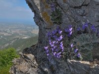 Jankaea heldreichii 29, Saxifraga-Harry Jans  Jancaea heldreichii