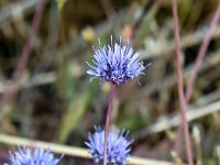 Jasione montana 57, Zandblauwtje, Saxifraga-Bart Vastenhouw