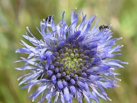 Jasione montana 58, Zandblauwtje, Saxifraga-Sonja Bouwman