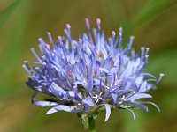 Jasione montana 61, Zandblauwtje, Saxifraga-Sonja Bouwman