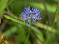 Jasione montana 64, Zandblauwtje, Saxifraga-Tom Heijnen