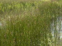 Juncus acutiflorus 13, Veldrus, Saxifraga-Willem van Kruijsbergen