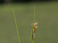 Juncus acutiflorus 17, Veldrus, Saxifraga-Willem van Kruijsbergen