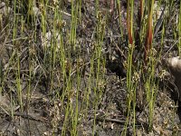 Juncus acutiflorus 18, Veldrus, Saxifraga-Willem van Kruijsbergen