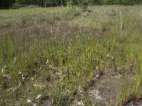 Juncus acutiflorus 21, Veldrus, Saxifraga-Willem van Kruijsbergen