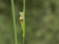 Juncus acutiflorus 22, Veldrus, Saxifraga-Willem van Kruijsbergen