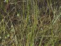 Juncus acutiflorus 23, Veldrus, Saxifraga-Willem van Kruijsbergen