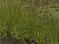 Juncus acutiflorus 24, Veldrus, Saxifraga-Willem van Kruijsbergen