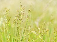 Juncus acutiflorus 5, Veldrus, Saxifraga-Tom Heijnen