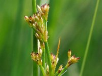 Juncus acutiflorus 8, Veldrus, Saxifraga-Hans Dekker