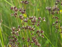 Flowers of Sharp-flowered rush (Juncus acutiflorus)  Flowers of Sharp-flowered rush (Juncus acutiflorus) : flower, Sharp-flowered rush, rush, rushes, Juncus acutiflorus, juncus, plant, vascular, flora, floral, flowering, brown, green, nature, natural, outside, outdoors, no people, nobody, summer, summertime, flowers