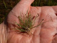 Juncus bulbosus 33, Knolrus, Saxifraga-Ed Stikvoort