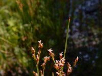 Juncus compressus 10, Platte rus, Saxifraga-Ed Stikvoort