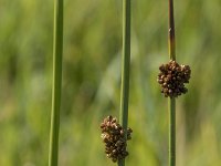 Juncus conglomeratus 15, Biezenknoppen, Saxifraga-Willem van Kruijsbergen