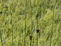 Juncus conglomeratus 16, Biezenknoppen, Saxifraga-Willem van Kruijsbergen